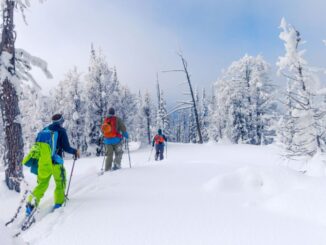 Personnes en ski de randonnées en forêt